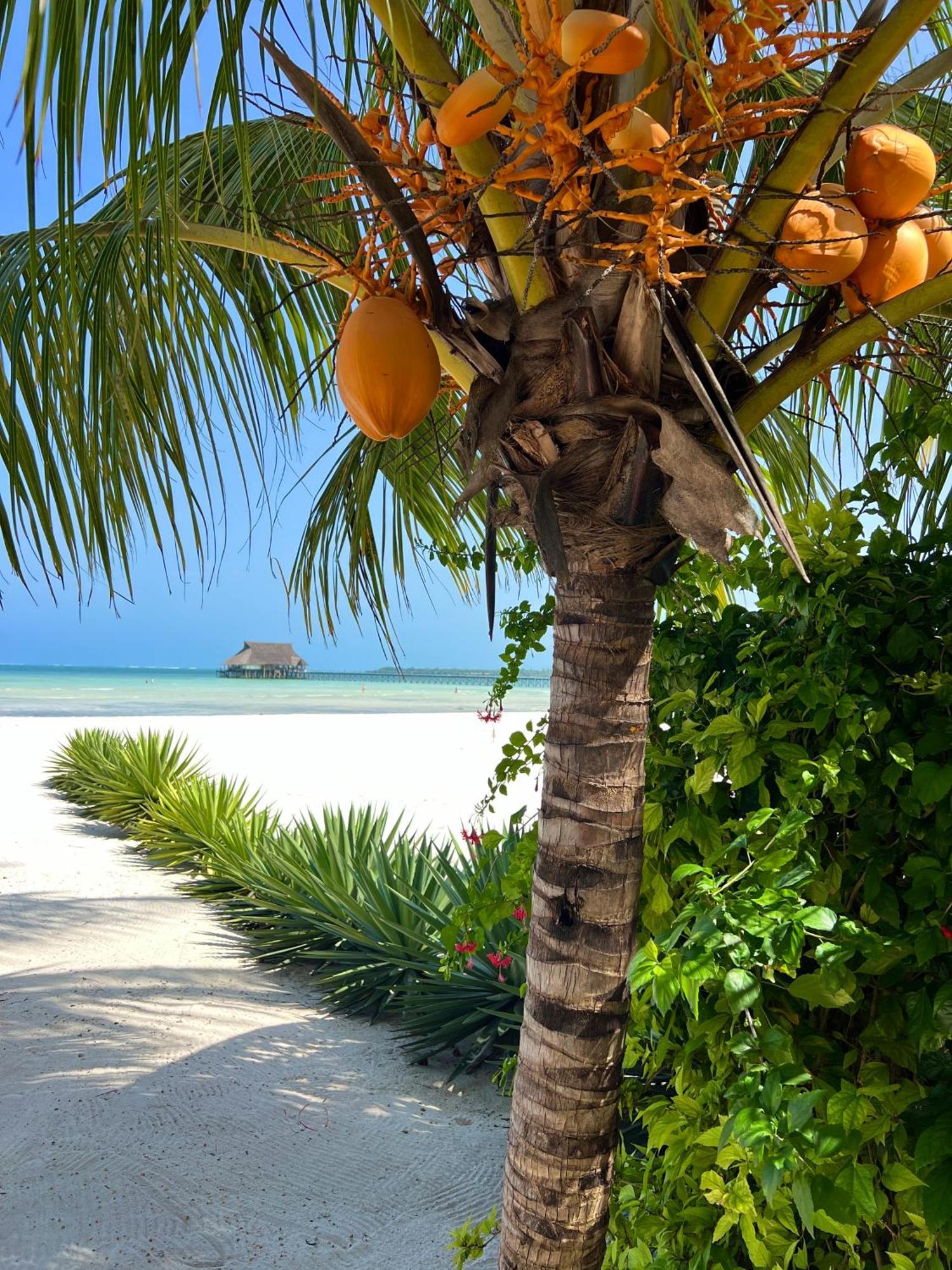 Karibu Beach Resort Pongwe Εξωτερικό φωτογραφία